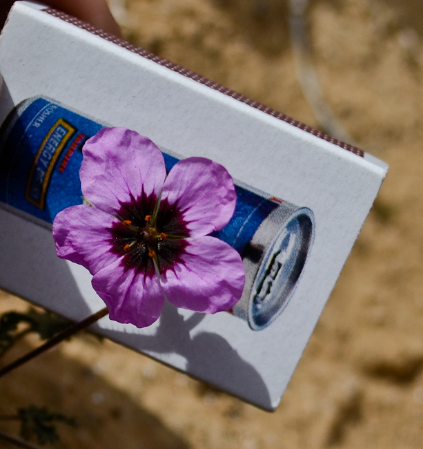 Image of Erodium crassifolium specimen.