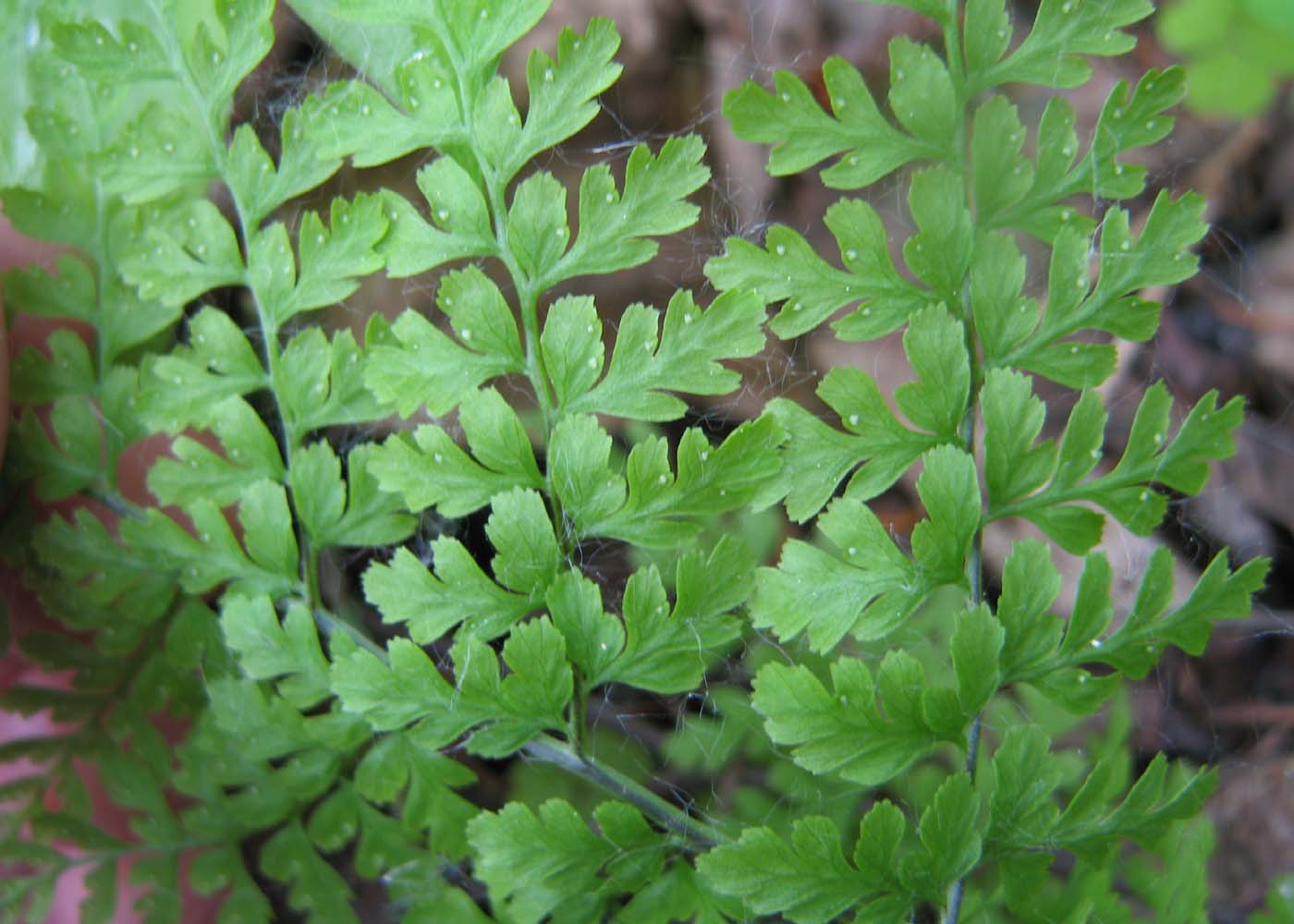 Image of Rhizomatopteris sudetica specimen.