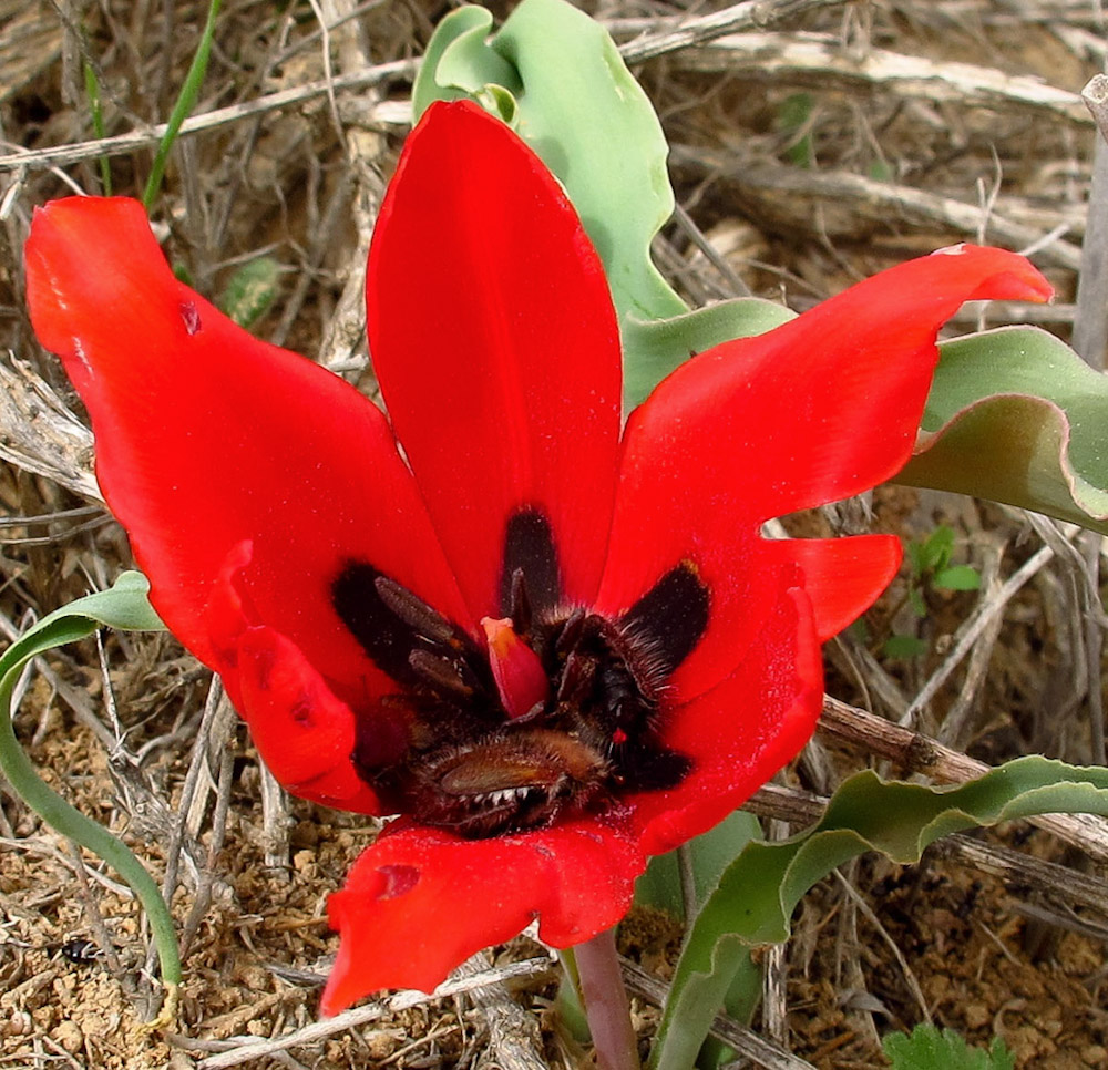 Изображение особи Tulipa systola.