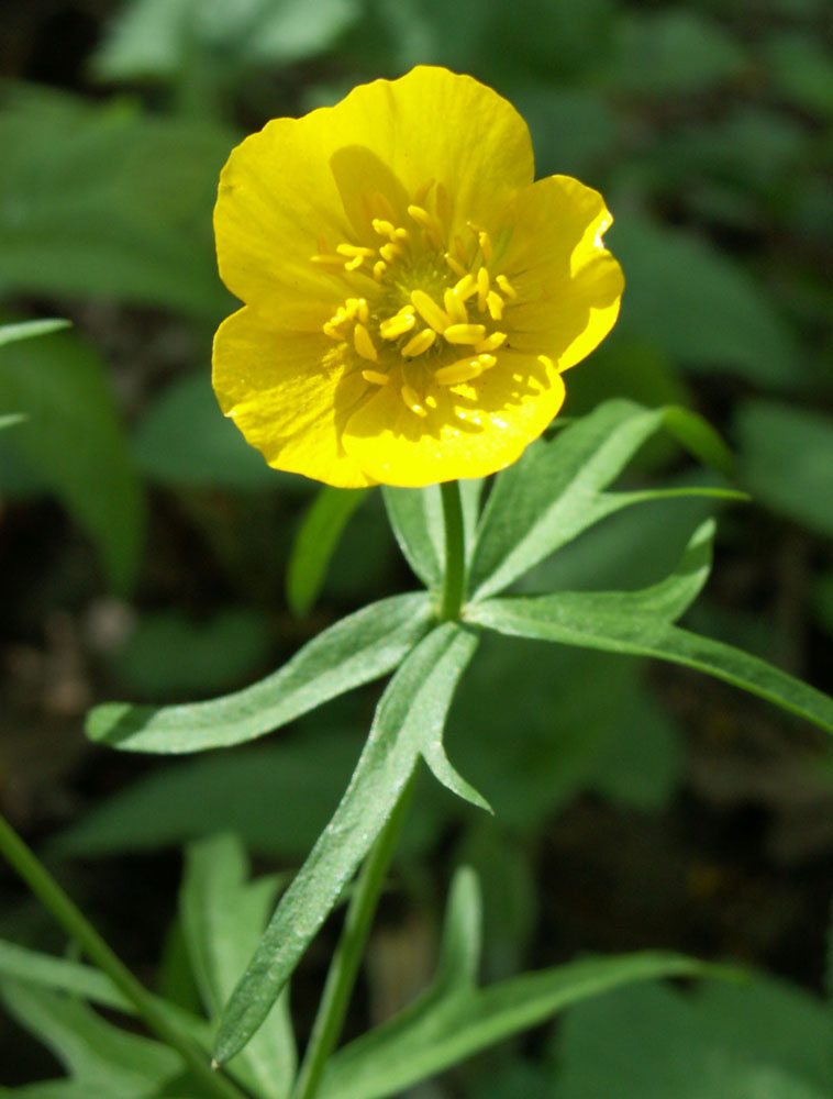 Изображение особи Ranunculus cassubicus.