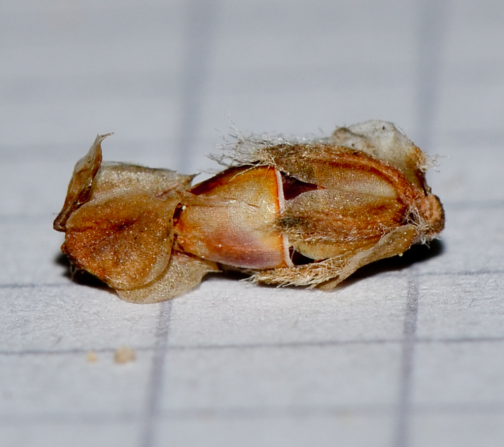 Image of Plantago albicans specimen.