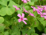 Oxalis articulata. Цветок. Южный берег Крыма, Никитский ботанический сад. 22 мая 2012 г.