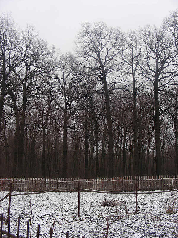Image of Quercus robur specimen.