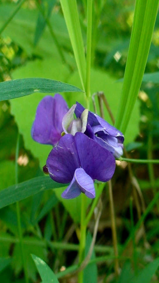 Image of Lathyrus incurvus specimen.