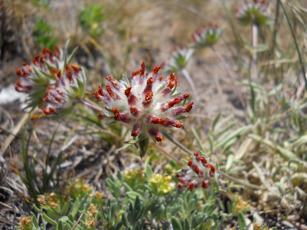 Image of Anthyllis biebersteiniana specimen.