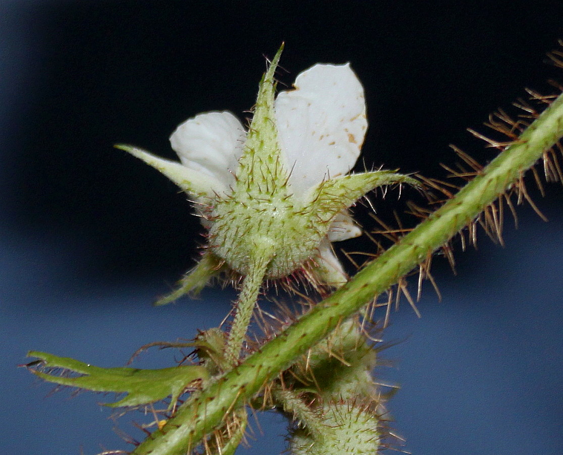Image of Rubus tricolor specimen.