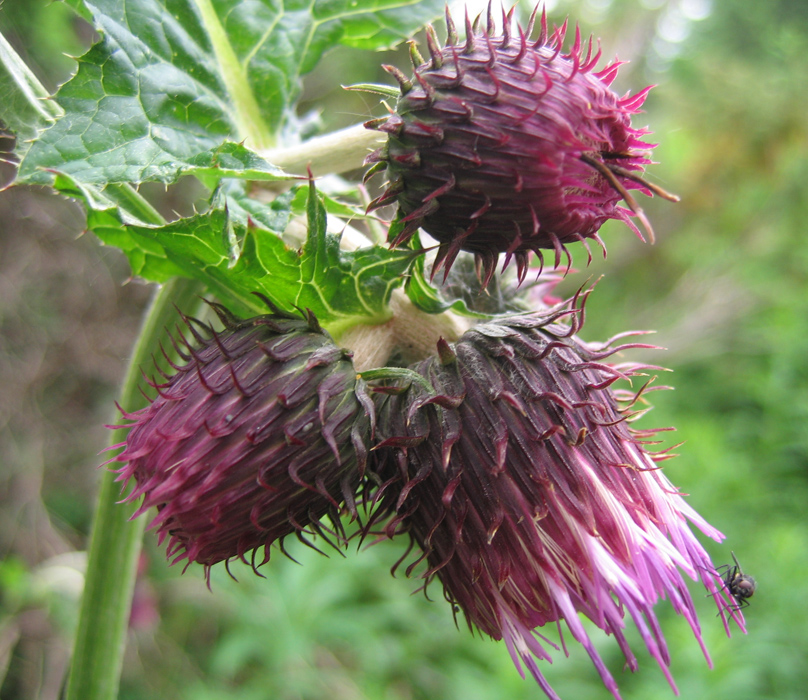 Image of Cirsium waldsteinii specimen.