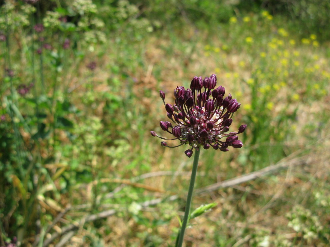 Image of Allium scorodoprasum specimen.