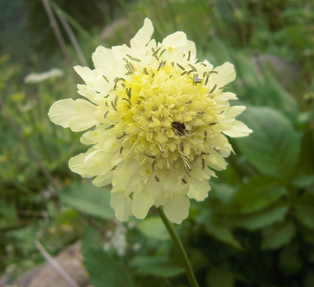 Изображение особи Cephalaria gigantea.