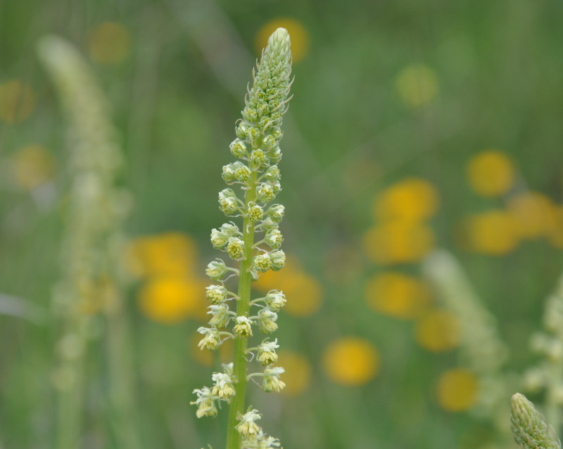 Изображение особи Reseda alba.