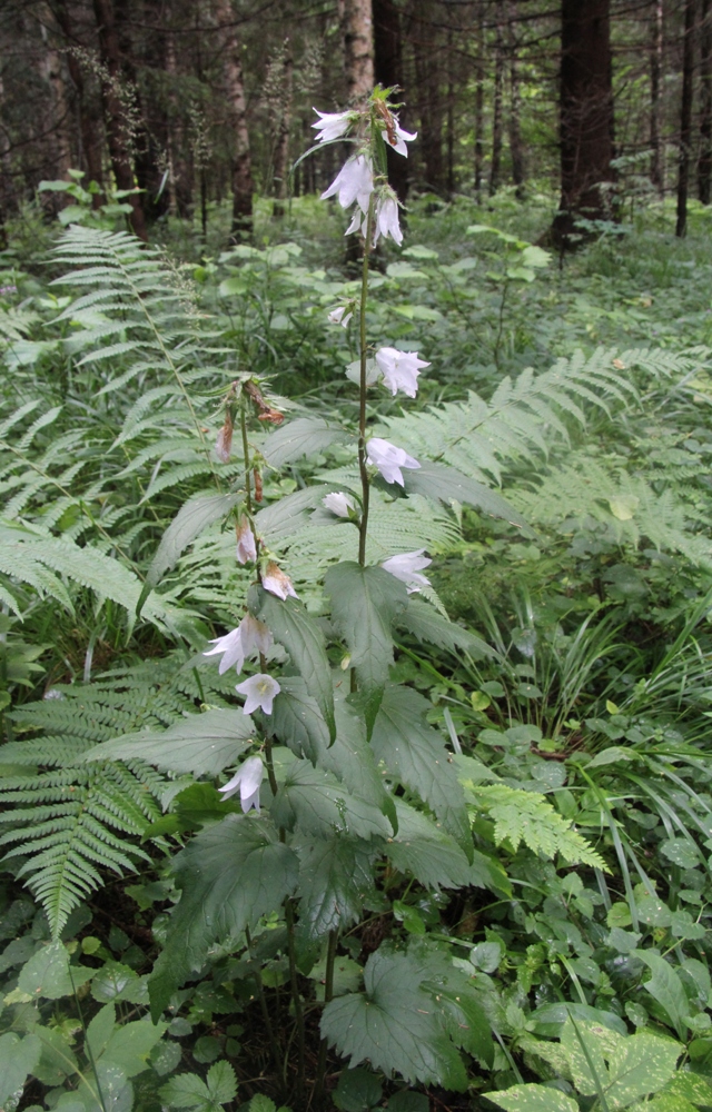 Изображение особи Campanula trachelium.