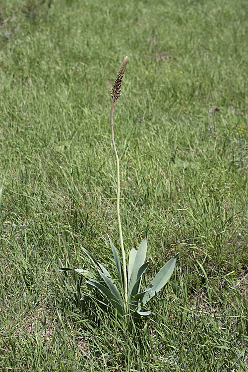 Изображение особи Eremurus regelii.