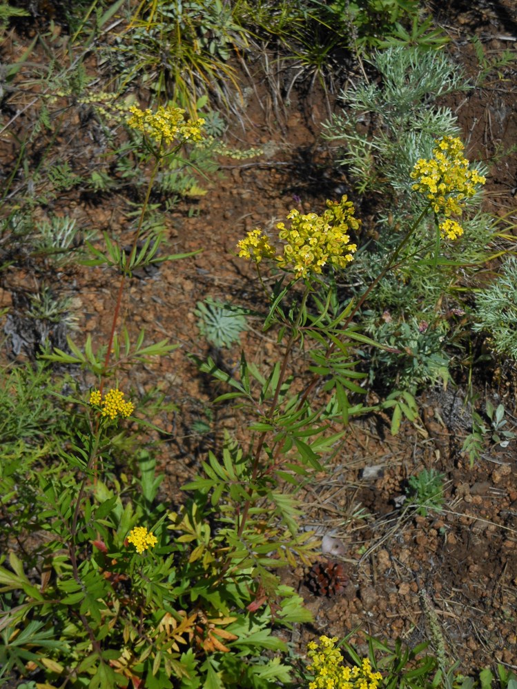 Изображение особи Patrinia rupestris.