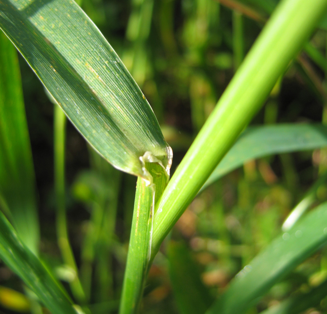 Image of Phalaroides arundinacea specimen.