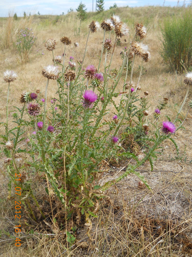 Image of Carduus thoermeri specimen.