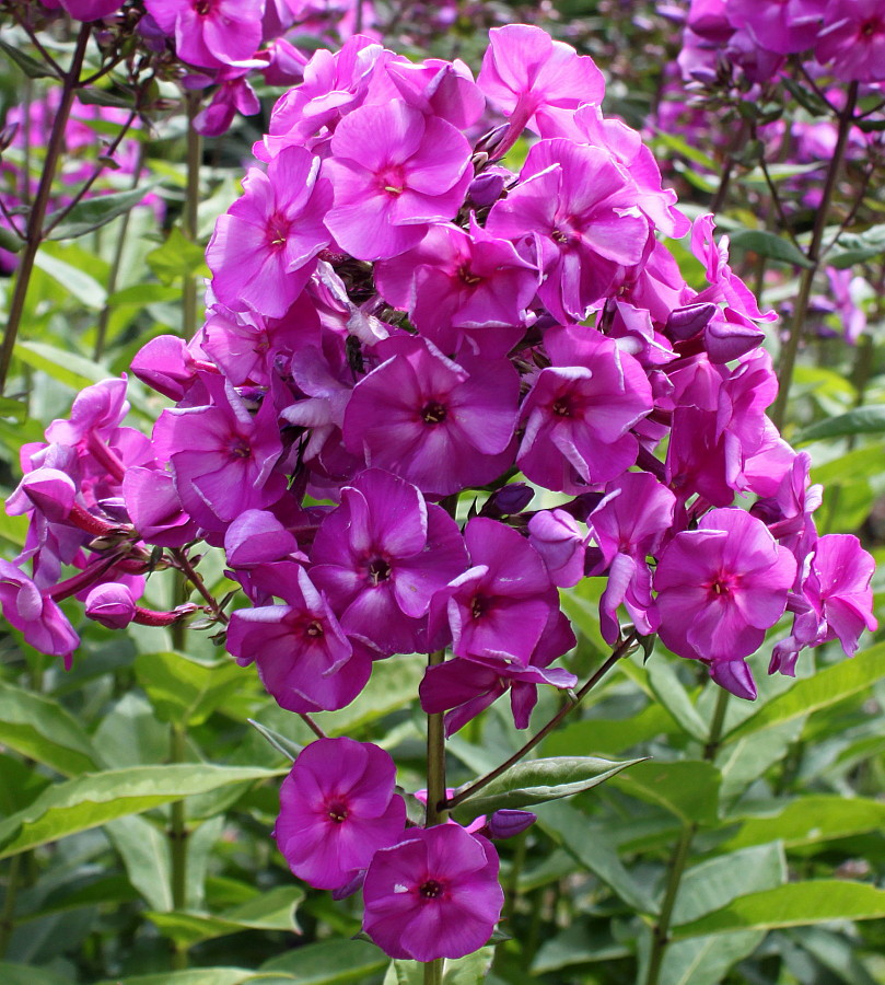 Image of Phlox paniculata specimen.