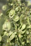 Stubendorffia orientalis