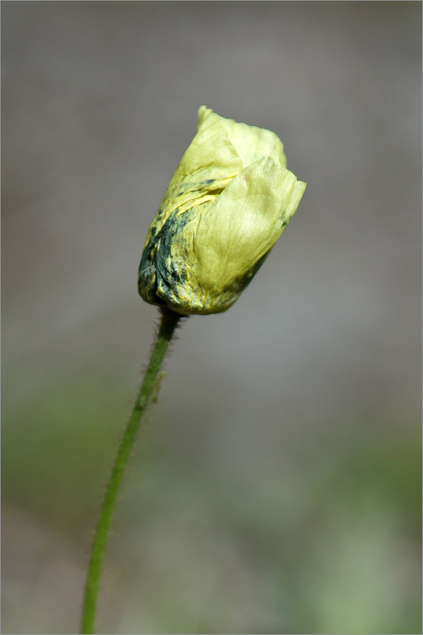 Image of Papaver lapponicum specimen.