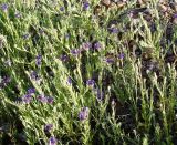 Centaurea depressa