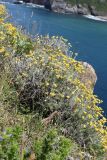 Helichrysum stoechas