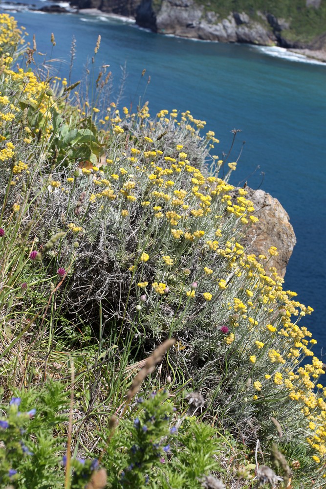 Image of Helichrysum stoechas specimen.