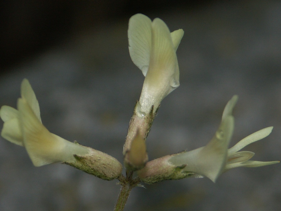 Изображение особи Astragalus neokarelinianus.