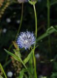 Jasione montana