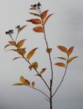 Spiraea japonica. Верхушка веточки с листьями в осенней окраске. Германия, г. Кемпен, в парке. 11.11.2012.