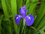 Iris laevigata