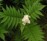 Sorbaria sorbifolia. Верхушка побега с соцветием. Хабаровский край, Ванинский р-н, окр. пос. Высокогорный. 03.08.2005.