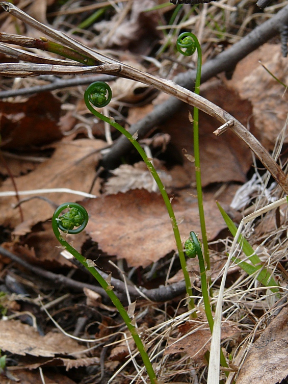 Изображение особи Gymnocarpium dryopteris.