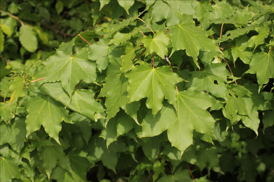 Image of Acer cappadocicum specimen.