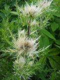 Cirsium obvallatum