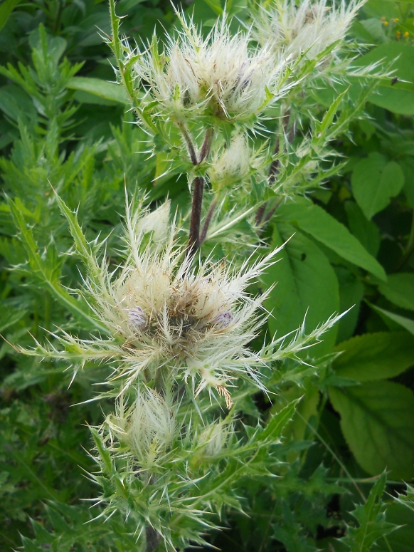 Изображение особи Cirsium obvallatum.