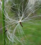 Eriophorum angustifolium. Плод. Архангельская обл., Вельский р-н, заболоченный лес. 12.08.2012.
