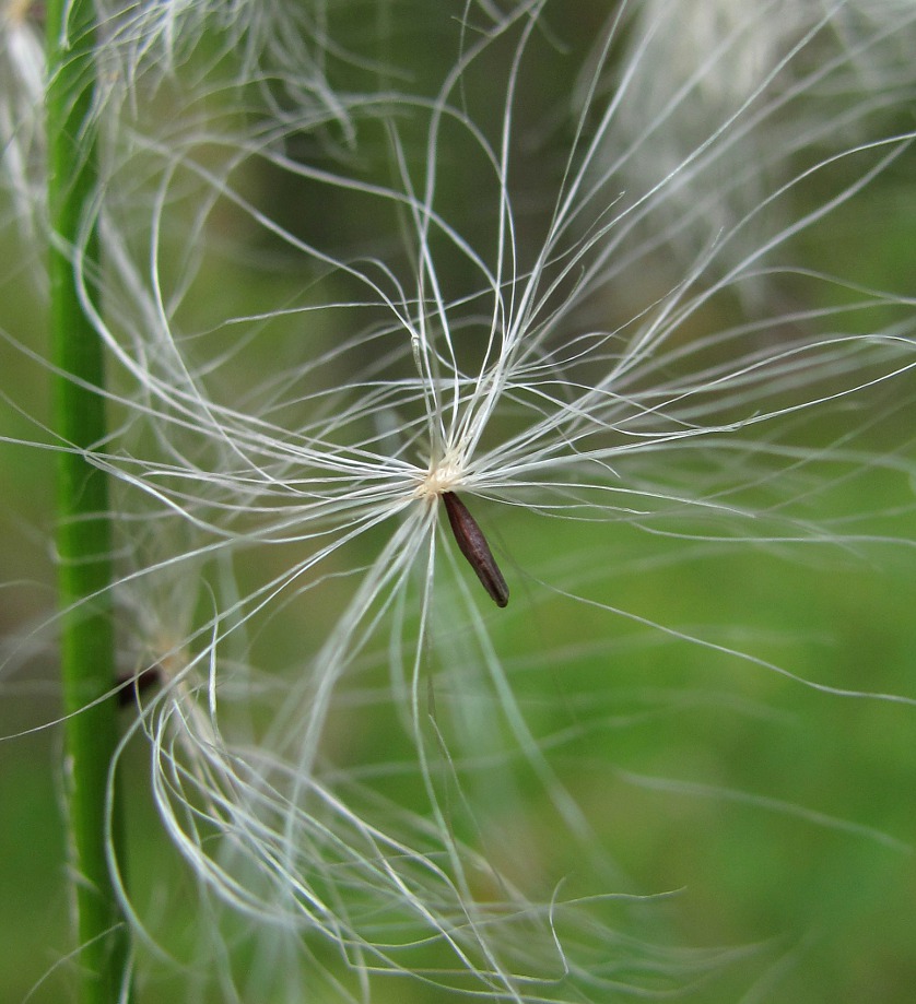 Image of Eriophorum angustifolium specimen.