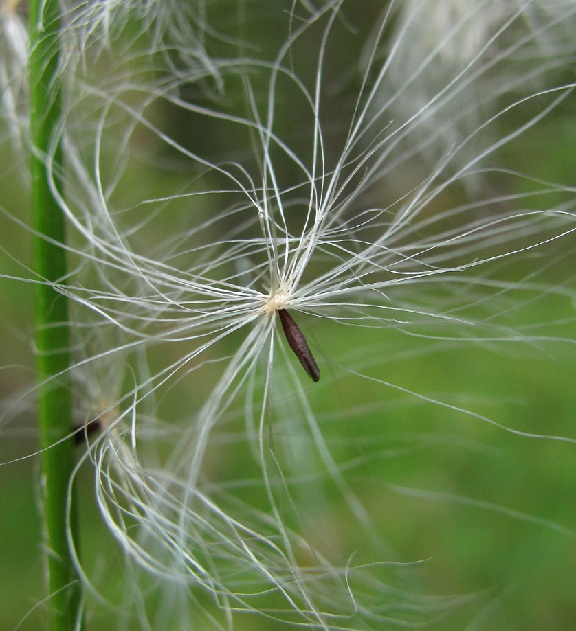 Изображение особи Eriophorum angustifolium.