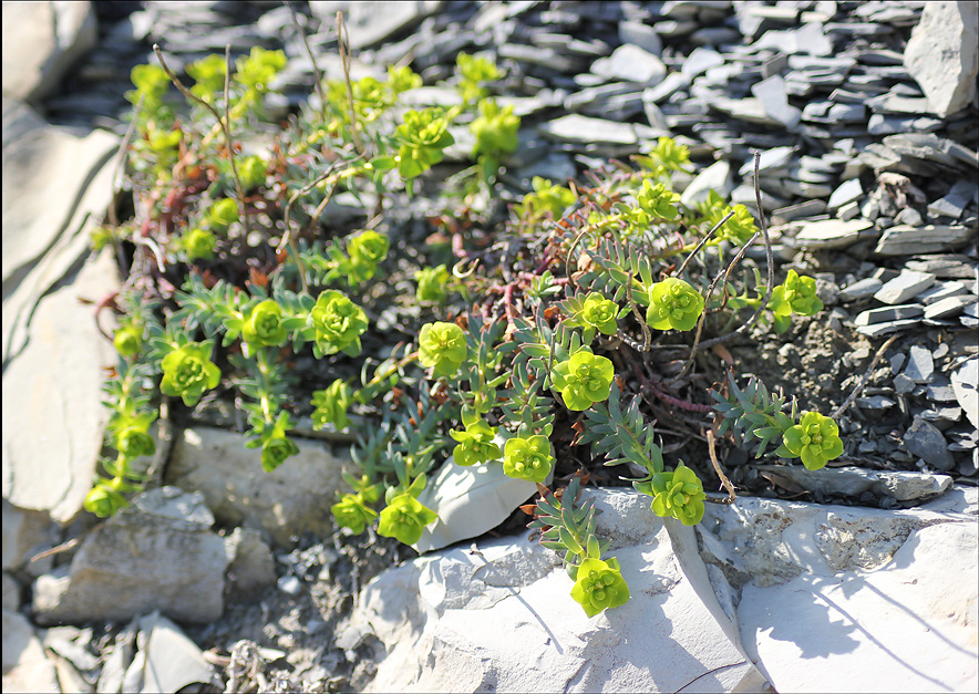 Image of Euphorbia petrophila specimen.