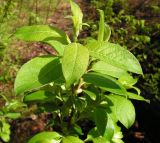 Salix caprea