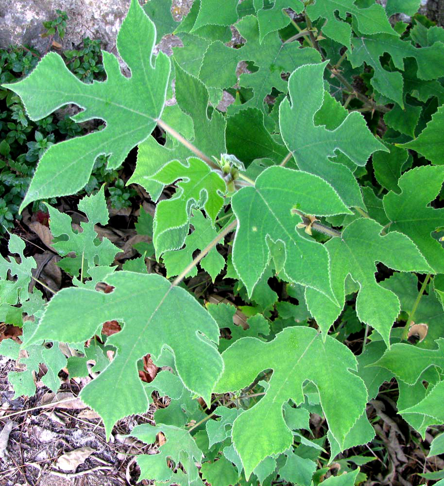 Изображение особи Broussonetia papyrifera.
