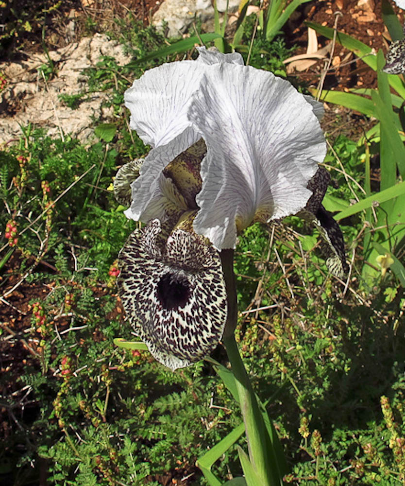 Image of Iris bismarckiana specimen.