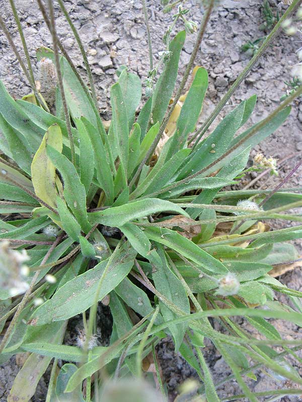 Изображение особи Plantago lagopus.