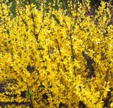 Forsythia &times; intermedia