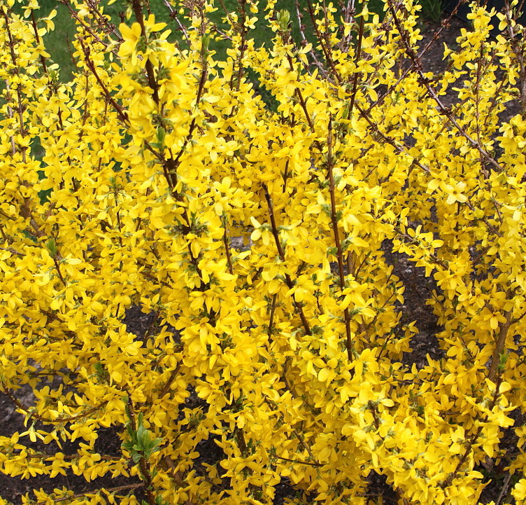 Image of Forsythia × intermedia specimen.