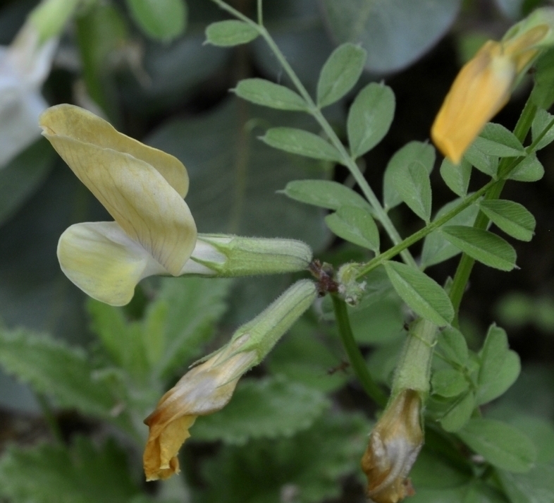 Image of Vicia grandiflora specimen.