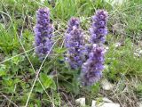 Ajuga orientalis