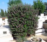 Leucophyllum frutescens. Цветущее растение. Израиль, Шарон, пос. Кфар Шмариягу, кладбище. 07.05.2013.