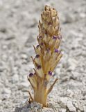 Image of taxon representative. Author is Евгений Комаров
