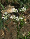 Bifora radians