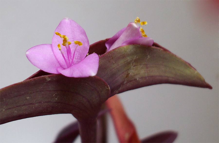 Изображение особи Tradescantia pallida.